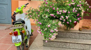 Honda Cub 81 giá 100 triệu VNĐ nhờ sở hữu biển “cực độc”