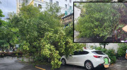 Hà Nội: Mưa lớn, cây xanh bật gốc đổ đè bẹp Toyota Venza
