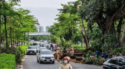 Cành đa cổ thụ gãy chắn ngang đường Võ Chí Công, giao thông ùn tắc