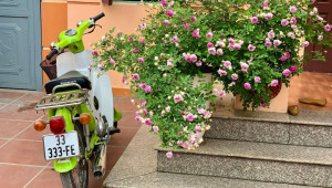Honda Cub 81 giá 100 triệu VNĐ nhờ sở hữu biển “cực độc”