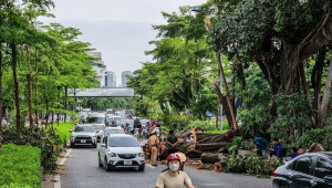 Cành đa cổ thụ gãy chắn ngang đường Võ Chí Công, giao thông ùn tắc
